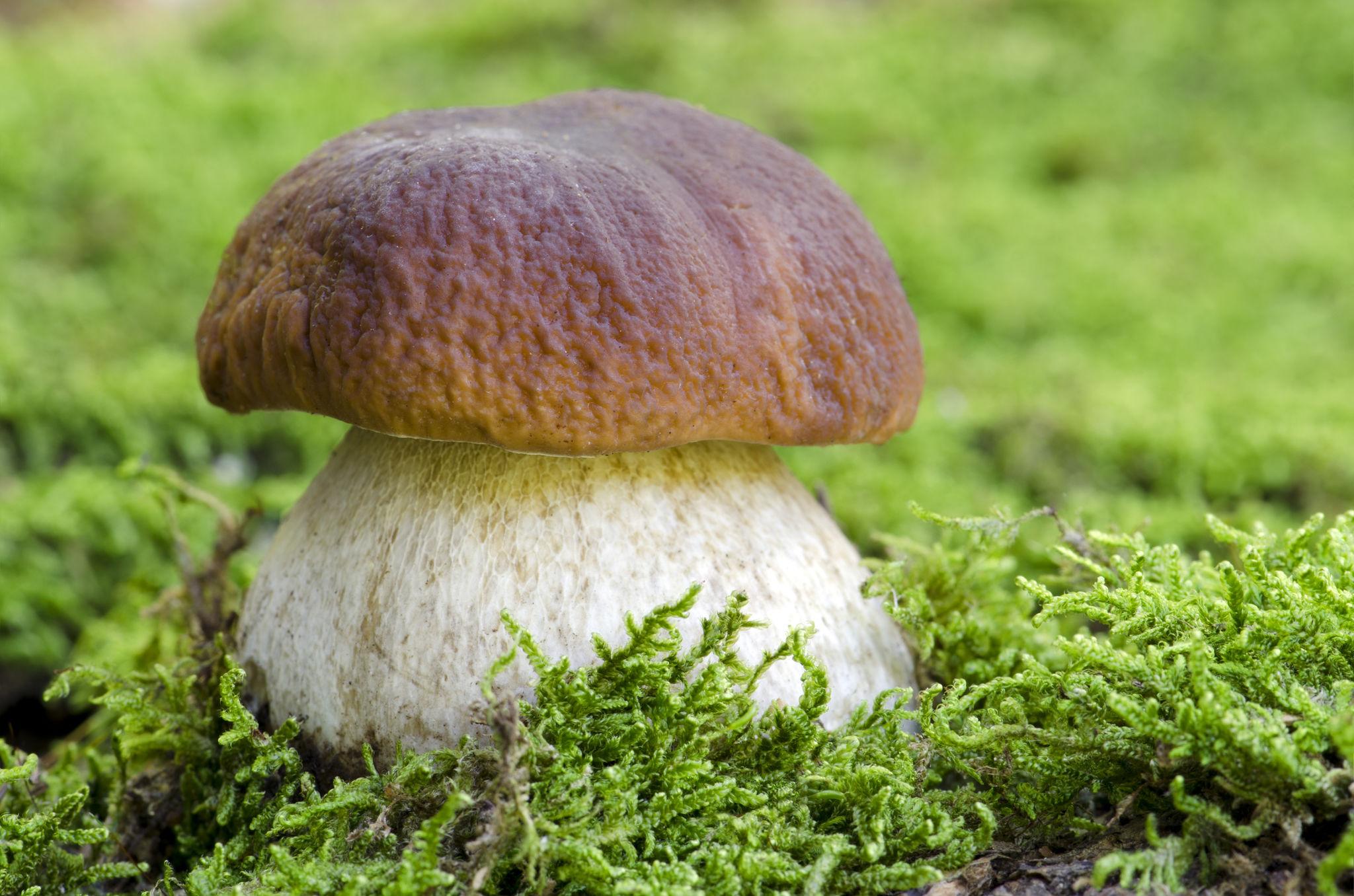 FUNGHI PORCINI