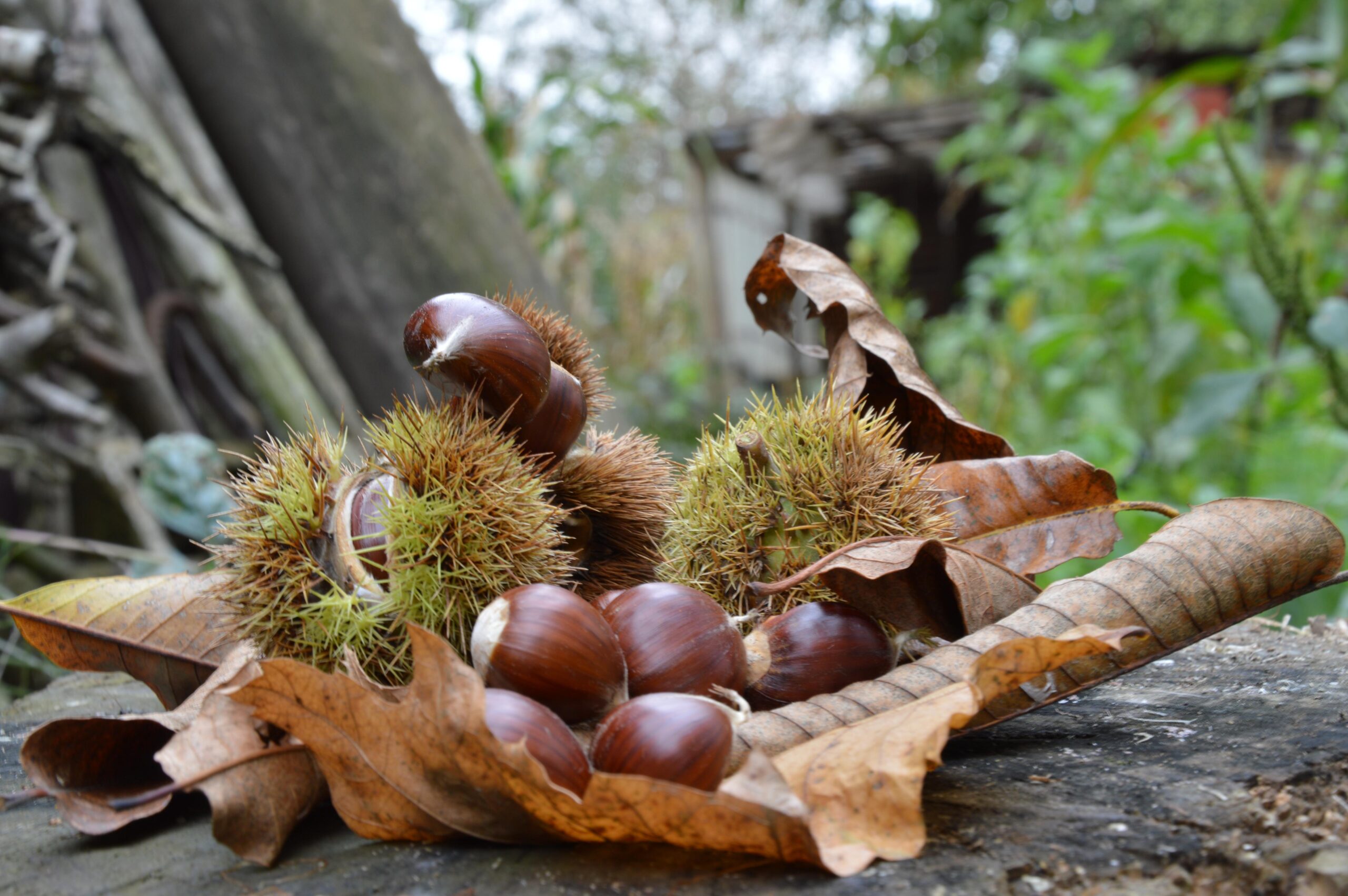La castanicoltura tradizionale diventa Presidio Slow Food